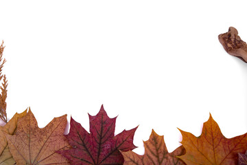 Maple leaves and cones on a white background.