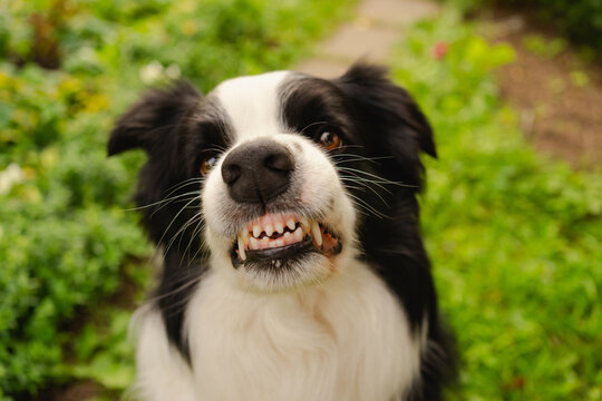 Dangerous angry dog. Aggressive puppy dog border collie baring teeth fangs looking aggressive dangerous. Guardian growling scary dog ready for attack. Pet infected by rabies.