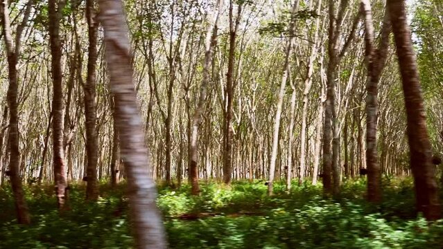 Rubber plantations in Thailand