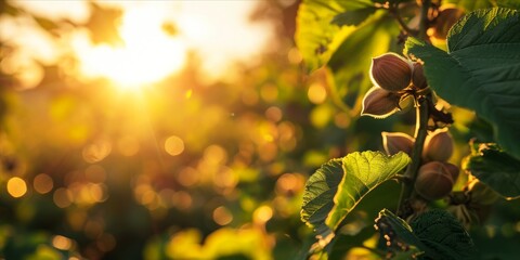 As the Sun Sets, a Flourishing Hazelnut Tree Plantation: Organic Farming Yields Fresh, Ripe Hazelnuts, Natures Nutty Delights Loved by Squirrels, Generative AI - obrazy, fototapety, plakaty