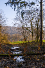 Forstwald, Marburg, Morgenlicht am Waldrand blick auf Felder