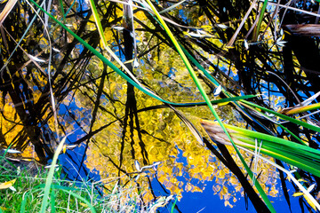 Reflections of Peace