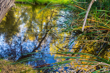 Reflections of Peace