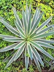 Agave americana, popularly known as agave,pita or piteira, is a plant native to Mexico and the Antilles.Its spiny-edged leaves are distributed in a rosette, and can reach up to three meters in length.