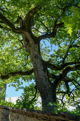 Old tree with green leaves and and blue sky in background at castle hochosterwitz in lower austria