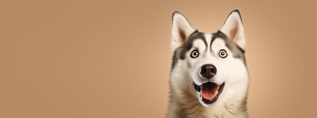 Joyful Siberian Husky with Warm Brown Background - obrazy, fototapety, plakaty