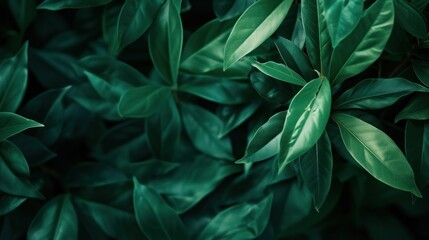 Fototapeta na wymiar Close up of Green Leafy Plant, Detailed View of a Lush, Healthy Botanical Specimen