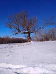 Big old tree on a frosty winter day