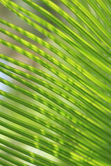 Abstract green leaf texture. Nature background. Forest plant for nature wallpaper. Tropical green leaf. Photo concept nature and plant. Green leaves background. Tropical Plant. Tropical palm leaves