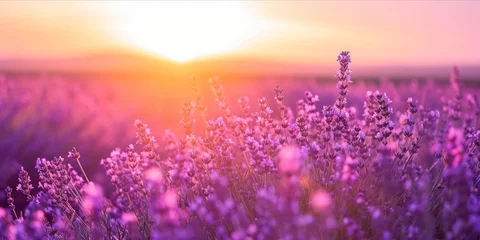 Foto auf Acrylglas Rosa As the Sun Sets, a Fragrant Lavender Field: Organic Farming Yields Blooming Purple Beauty and Sweet Perfume, a Feast for the Senses, Generative AI