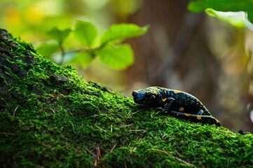 Fire salamander on a mossy trunk