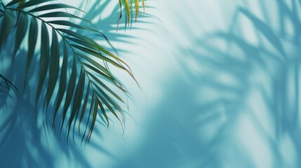 Fototapeta na wymiar Shadow of Palm Tree Leaves on Blue Background