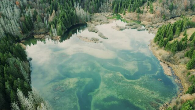 4K Aerial view of green forest with tall pine trees and blue emerald river. Backwards reveal shot wit tilt-up of Kočevska reka river, Slovenia