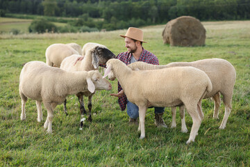 Smiling man with sheep on pasture at farm