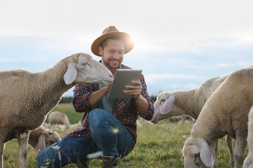Smiling man with tablet and sheep on pasture at farm
