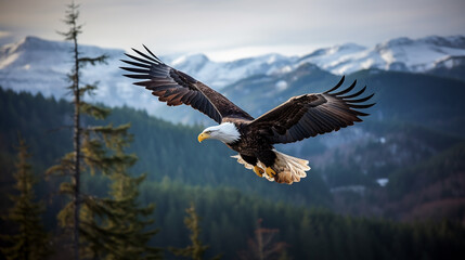 Obraz premium Bald eagle, Haliaeetus leucocephalus, in flight with nature background
