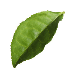 Fototapeta premium Fresh green tea leaf isolated on white