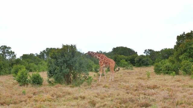 African giraffe browsing on tree leaves in Maasai mara
