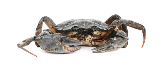 One fresh raw crab isolated on white