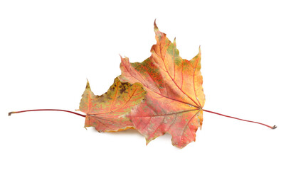 Autumn season. Dry maple leaves isolated on white