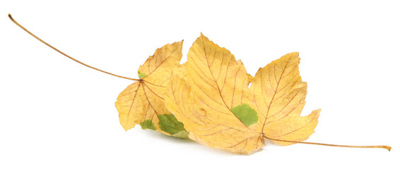 Autumn season. Dry maple leaves isolated on white