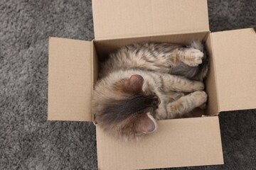 Cute fluffy cat in cardboard box on carpet, top view