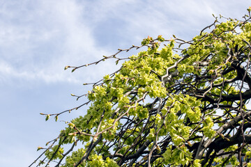 Green leaves on a hop tree in spring