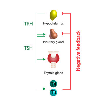 Feedback loop controlling thyroid hormone secretion into the blood. Thyroid gland, T3 and T4. hypothalamus, TRH and pituitary gland, TSH. Vector illustration.