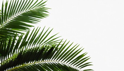 green palm leaves white background isolated closeup palm leaf corner border palm branches frame palm tree tropical foliage banner exotic pattern decoration design element empty text copy space
