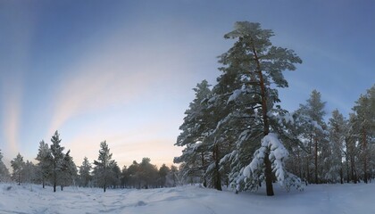 pine trees covered with snow on frosty evening beautiful winter panorama