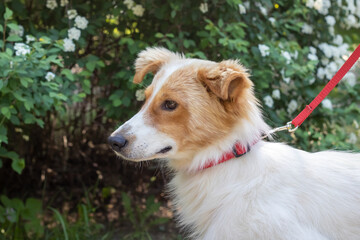 White fluffy dog on a background of flowers