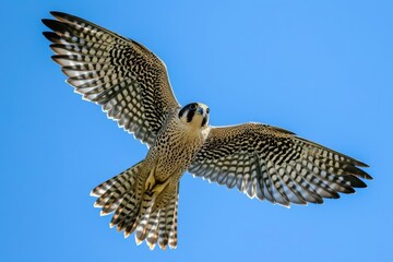 Majestic falcon soaring against a backdrop of a clear blue sky