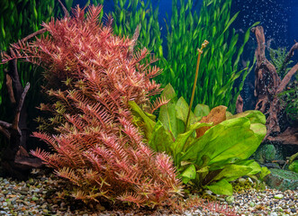 The water plant Rotala indica in freshwater aquarium. Aquascape and aqua design. © Andrey Nikitin