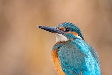 Fototapeta premium kingfisher