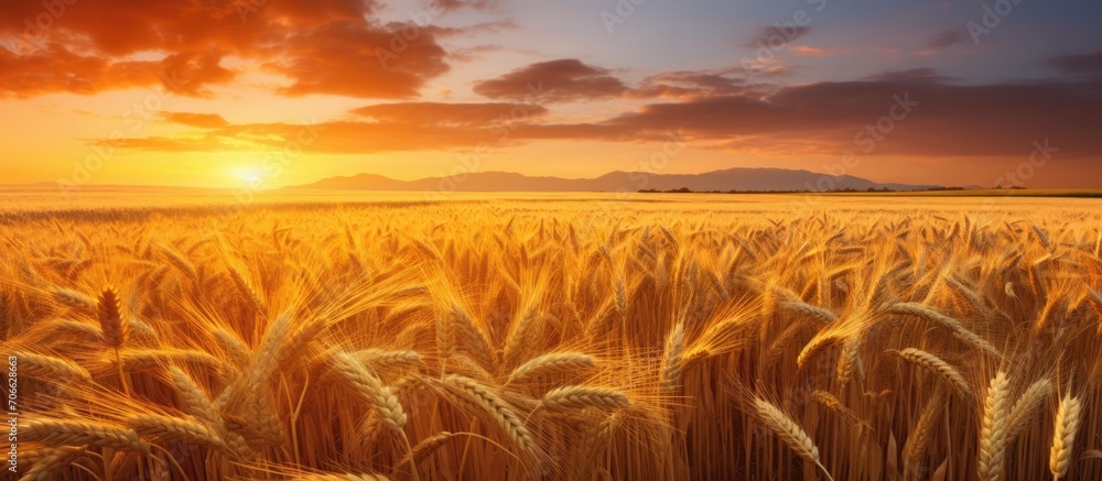 Poster golden wheat fields illuminated by the setting sun.