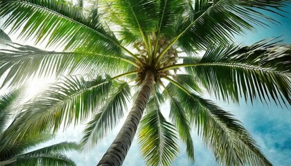 Fototapeta na wymiar tropical palm leaf background closeup coconut palm trees perspective view