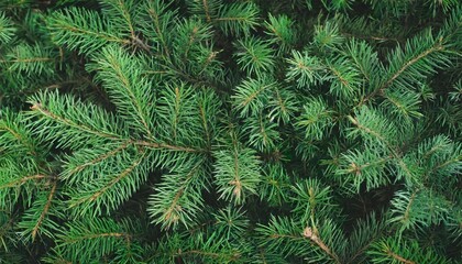christmas tree nature green background pine branches needles top view december mood concept spruce branch with needle of different varieties