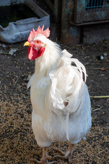 The white rooster in the yard closeup