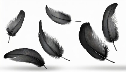 beautiful black swan feathers floating in air isolated on white background