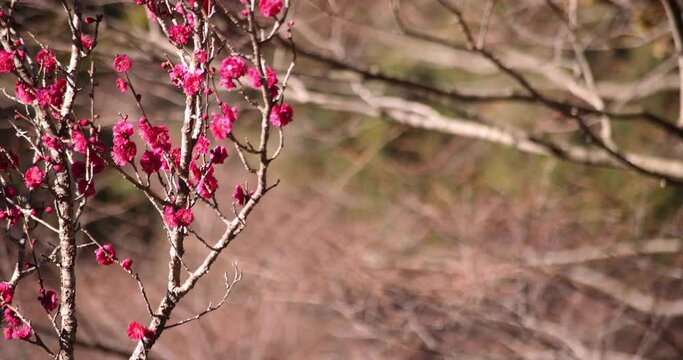 Red plum flowers at Atami plum park in Shizuoka daytime