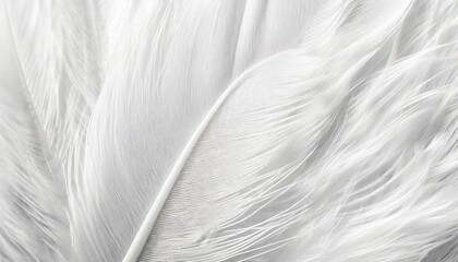 beautiful macro white feather swan pattern texture background