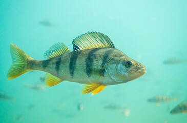 Close-up shot of a perch underwater