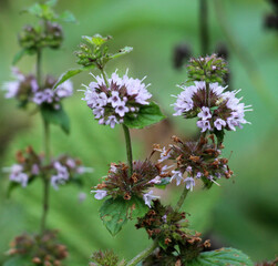 Field mint (Mentha arvensis) grows in nature