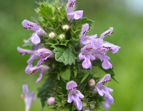 Ballota Nigra grows in nature