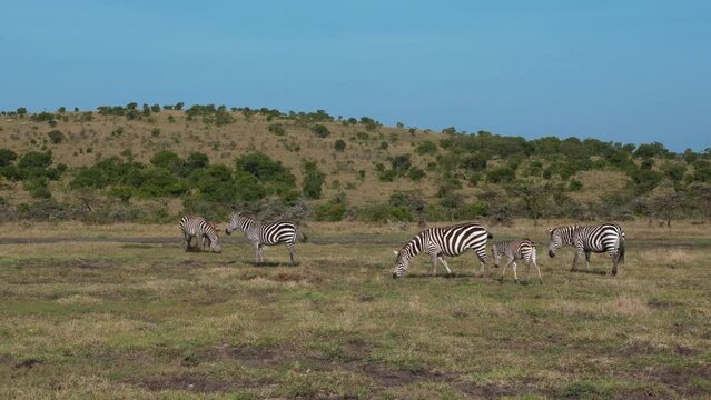 A herd of zebr in the grass of the savannah in kenya