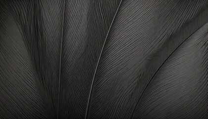 beautiful lines dark black feather pattern texture background