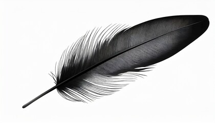 beautiful black feather isolated on white background - obrazy, fototapety, plakaty