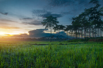 view of natural grass and morning dew with horizontal mountains and trees, fresh cloudy sky