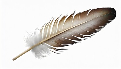 beautiful eagle feather isolated on white background