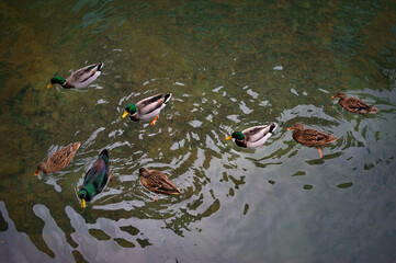 Wild Ducks swimming in clear water on river